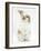 Young Fluffy Rabbit Standing Up-Mark Taylor-Framed Photographic Print