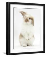 Young Fluffy Rabbit Standing Up-Mark Taylor-Framed Photographic Print