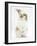 Young Fluffy Rabbit Standing Up-Mark Taylor-Framed Photographic Print