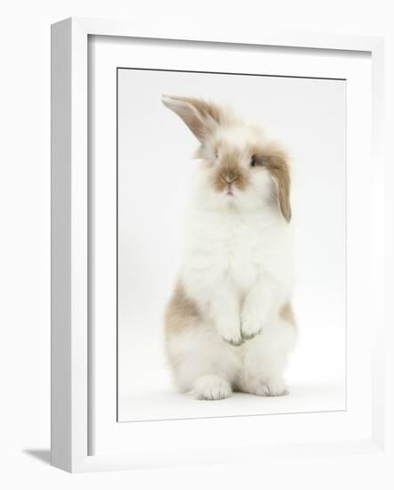 Young Fluffy Rabbit Standing Up-Mark Taylor-Framed Photographic Print