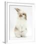 Young Fluffy Rabbit Standing Up-Mark Taylor-Framed Photographic Print