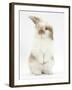 Young Fluffy Rabbit Standing Up-Mark Taylor-Framed Photographic Print