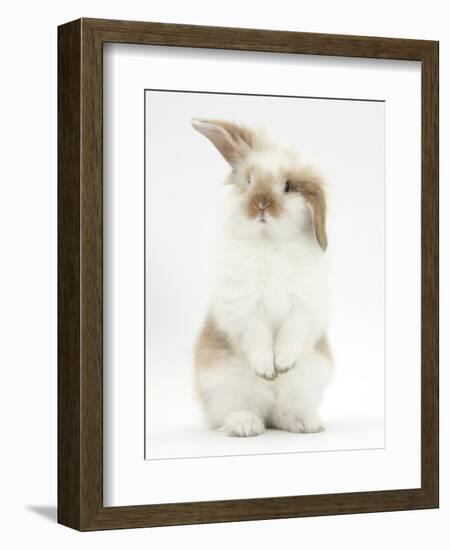 Young Fluffy Rabbit Standing Up-Mark Taylor-Framed Photographic Print