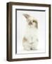 Young Fluffy Rabbit Standing Up-Mark Taylor-Framed Photographic Print