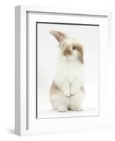 Young Fluffy Rabbit Standing Up-Mark Taylor-Framed Photographic Print