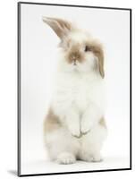 Young Fluffy Rabbit Standing Up-Mark Taylor-Mounted Photographic Print