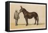 Young French Mule with Its Owner Monsieur Rimbault First Prize at the Niort Competition of 1865-null-Framed Stretched Canvas