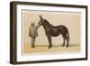 Young French Mule with Its Owner Monsieur Rimbault First Prize at the Niort Competition of 1865-null-Framed Art Print