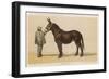 Young French Mule with Its Owner Monsieur Rimbault First Prize at the Niort Competition of 1865-null-Framed Art Print