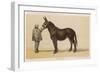 Young French Mule with Its Owner Monsieur Rimbault First Prize at the Niort Competition of 1865-null-Framed Art Print