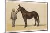 Young French Mule with Its Owner Monsieur Rimbault First Prize at the Niort Competition of 1865-null-Mounted Art Print