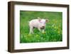 Young Funny Pig on a Spring Green Grass-Volodymyr Burdiak-Framed Photographic Print