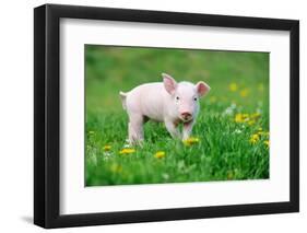 Young Funny Pig on a Spring Green Grass-Volodymyr Burdiak-Framed Photographic Print