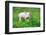 Young Funny Pig on a Spring Green Grass-Volodymyr Burdiak-Framed Photographic Print