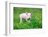 Young Funny Pig on a Spring Green Grass-Volodymyr Burdiak-Framed Photographic Print