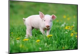 Young Funny Pig on a Spring Green Grass-Volodymyr Burdiak-Mounted Photographic Print