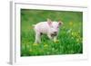 Young Funny Pig on a Spring Green Grass-Volodymyr Burdiak-Framed Photographic Print