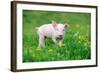 Young Funny Pig on a Spring Green Grass-Volodymyr Burdiak-Framed Photographic Print