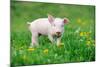 Young Funny Pig on a Spring Green Grass-Volodymyr Burdiak-Mounted Photographic Print
