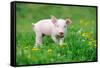 Young Funny Pig on a Spring Green Grass-Volodymyr Burdiak-Framed Stretched Canvas