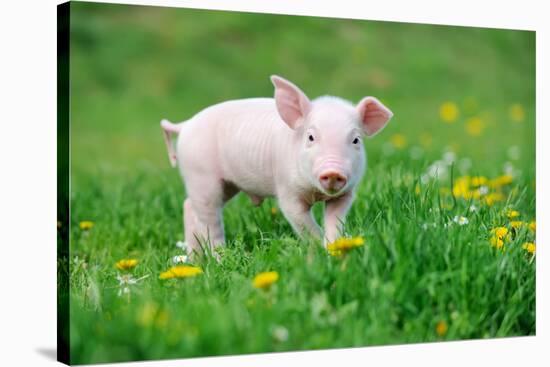 Young Funny Pig on a Spring Green Grass-Volodymyr Burdiak-Stretched Canvas