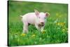 Young Funny Pig on a Spring Green Grass-Volodymyr Burdiak-Stretched Canvas