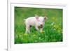 Young Funny Pig on a Spring Green Grass-Volodymyr Burdiak-Framed Photographic Print