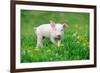 Young Funny Pig on a Spring Green Grass-Volodymyr Burdiak-Framed Photographic Print