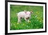 Young Funny Pig on a Spring Green Grass-Volodymyr Burdiak-Framed Photographic Print