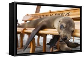Young Fur Seal-Michele Westmorland-Framed Stretched Canvas