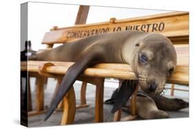 Young Fur Seal-Michele Westmorland-Stretched Canvas