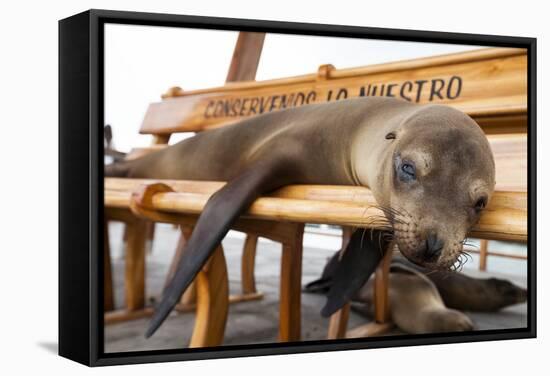 Young Fur Seal-Michele Westmorland-Framed Stretched Canvas