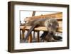 Young Fur Seal-Michele Westmorland-Framed Photographic Print