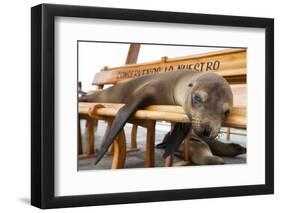 Young Fur Seal-Michele Westmorland-Framed Photographic Print