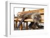 Young Fur Seal-Michele Westmorland-Framed Photographic Print