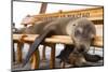 Young Fur Seal-Michele Westmorland-Mounted Photographic Print