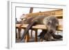 Young Fur Seal-Michele Westmorland-Framed Photographic Print