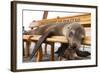 Young Fur Seal-Michele Westmorland-Framed Photographic Print