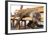 Young Fur Seal-Michele Westmorland-Framed Photographic Print