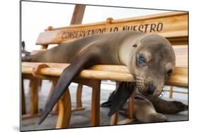 Young Fur Seal-Michele Westmorland-Mounted Photographic Print