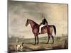 Young Gentleman in Grey Hat on Bay Hunter-Abraham Cooper-Mounted Giclee Print