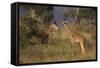 Young Giraffe Feeding in the Bush-DLILLC-Framed Stretched Canvas