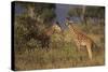 Young Giraffe Feeding in the Bush-DLILLC-Stretched Canvas