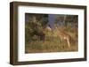 Young Giraffe Feeding in the Bush-DLILLC-Framed Photographic Print