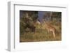 Young Giraffe Feeding in the Bush-DLILLC-Framed Photographic Print