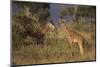 Young Giraffe Feeding in the Bush-DLILLC-Mounted Photographic Print