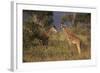 Young Giraffe Feeding in the Bush-DLILLC-Framed Photographic Print