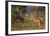 Young Giraffe Feeding in the Bush-DLILLC-Framed Photographic Print