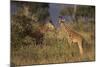 Young Giraffe Feeding in the Bush-DLILLC-Mounted Photographic Print