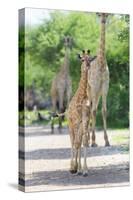 Young Giraffe in Etosha, Namibia-Micha Klootwijk-Stretched Canvas